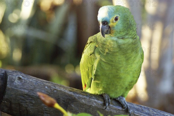 Parrot, Blue-fronted Parrot, Amazon aestiva, Pantanal, Mato Grosso do Sul, Brazil ATENÇÃO: NÃO PODEMOS REPRESENTAR ESSA IMAGEM FORA DA AMERICA LATINA