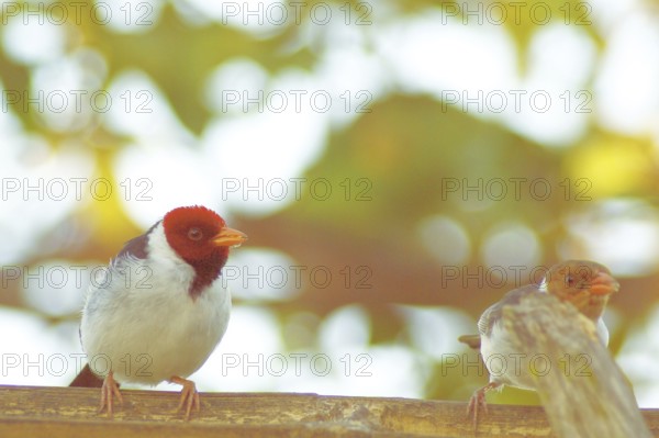 Ladybug, Cardinal Yellow-billed, Paroaria capitata, Pantanal, Mato Grosso do Sul, Brazil ATENÇÃO: NÃO PODEMOS REPRESENTAR ESSA IMAGEM FORA DA AMERICA LATINA