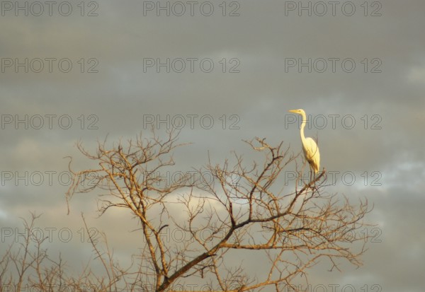 Heron-white, Great Egret, Ardea Alba, Pantanal, Mato Grosso do Sul, Brazil ATENÇÃO: NÃO PODEMOS REPRESENTAR ESSA IMAGEM FORA DA AMERICA LATINA