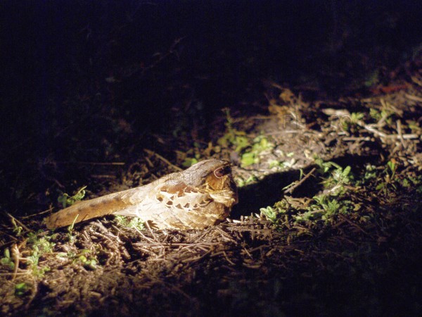 Curiango, Pauraque, Nyctidromus albicollis, Pantanal, Mato Grosso do Sul, Brazil ATENÇÃO: NÃO PODEMOS REPRESENTAR ESSA IMAGEM FORA DA AMERICA LATINA