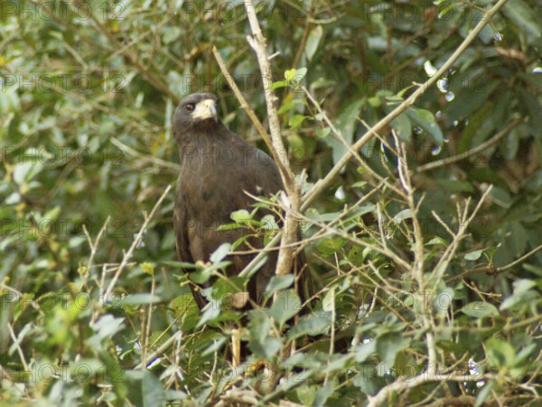 Black hawk, Great Black Hawk, Buteogallus urubitinga, Pantanal, Mato Grosso do Sul, Brazil ATENÇÃO: NÃO PODEMOS REPRESENTAR ESSA IMAGEM FORA DA AMERICA LATINA