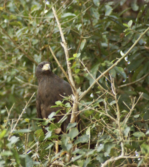 Black hawk, Great Black Hawk, Buteogallus urubitinga, Pantanal, Mato Grosso do Sul, Brazil ATENÇÃO: NÃO PODEMOS REPRESENTAR ESSA IMAGEM FORA DA AMERICA LATINA