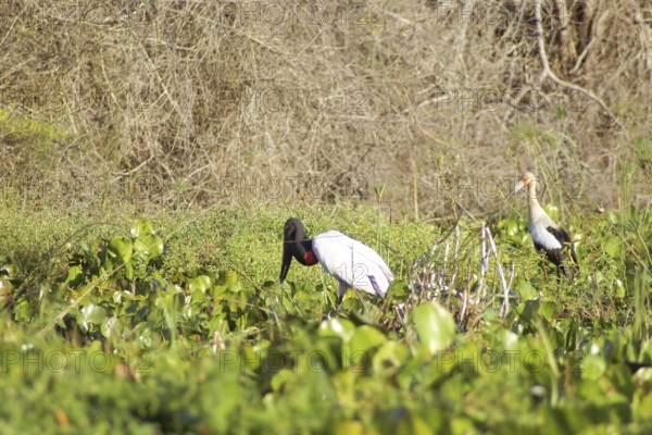 Tuiuiu or Jaburu, Jabiru Stork, Jabiru mycteria, Tabuiaia, Maguari Stork, Ciconia Maguari, Euxenura maguari, Pantanal, Mato Grosso do Sul, Brazil ATENÇÃO: NÃO PODEMOS REPRESENTAR ESSA IMAGEM FORA DA AMERICA LATINA