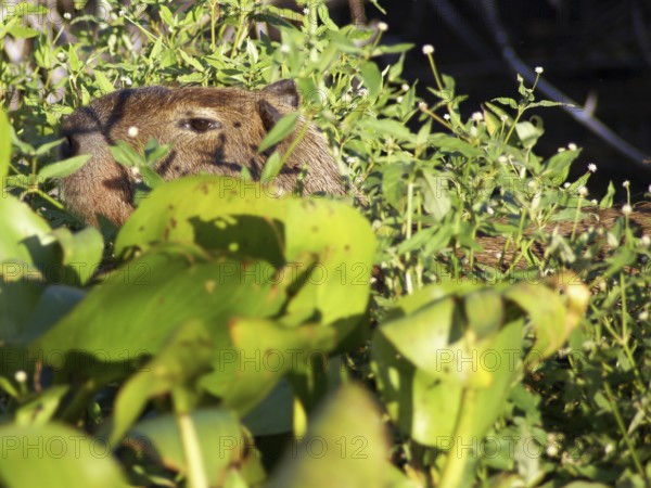 Animal, Capybara, Pantanal, Mato Grosso do Sul, Brazil ATENÇÃO: NÃO PODEMOS REPRESENTAR ESSA IMAGEM FORA DA AMERICA LATINA