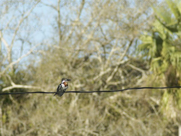 Martin-pescador-pequeno, macho, Green Kingfisher, Chloroceryle americana, Pantanal, Mato Grosso do Sul, Brazil