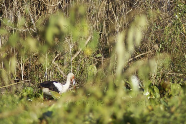 Tabuiaia, Maguari Stork, Ciconia Maguari, Euxenura maguari, Pantanal, Mato Grosso do Sul, Brazil ATENÇÃO: NÃO PODEMOS REPRESENTAR ESSA IMAGEM FORA DA AMERICA LATINA