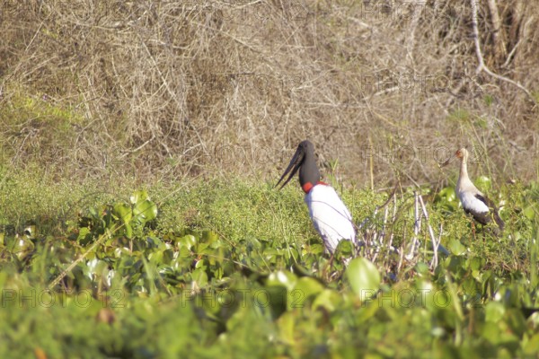 Tuiuiu or Jaburu, Jabiru Stork, Jabiru mycteria, Tabuiaia, Maguari Stork, Ciconia Maguari, Euxenura maguari, Pantanal, Mato Grosso do Sul, Brazil Tabuiaia / Maguari Stork (Ciconia Maguari / Euxenura maguari) ATENÇÃO: NÃO PODEMOS REPRESENTAR ESSA IMAGEM FORA DA AMERICA LATINA