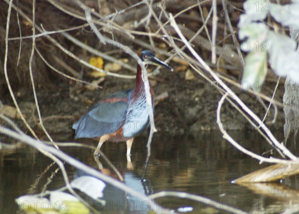 Soco beija-flor, Chestnut-bellied Heron, Agamia agami, Pantanal, Mato Grosso do Sul, Brazil ATENÇÃO: NÃO PODEMOS REPRESENTAR ESSA IMAGEM FORA DA AMERICA LATINA