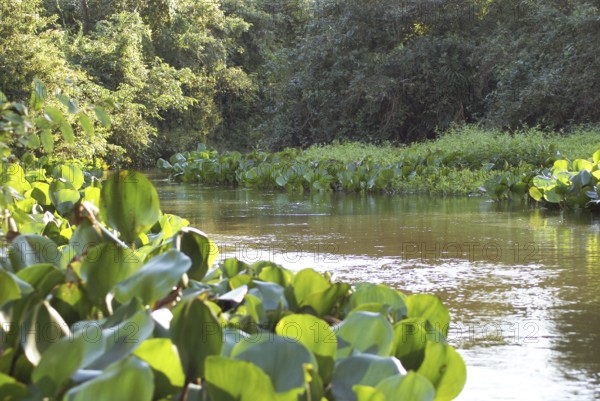 Landscape, Nature, Pantanal, Mato Grosso do Sul, Brazil