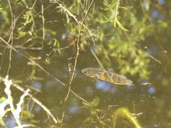 Oscar, Astronotus ocellatus, Pantanal, Mato Grosso do Sul, Brazil ATENÇÃO: NÃO PODEMOS REPRESENTAR ESSA IMAGEM FORA DA AMERICA LATINA
