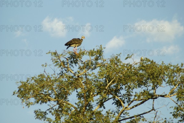 Tachã, Southern Screamer, Chauna torquata, Pantanal, Mato Grosso do Sul, Brazil ATENÇÃO: NÃO PODEMOS REPRESENTAR ESSA IMAGEM FORA DA AMERICA LATINA