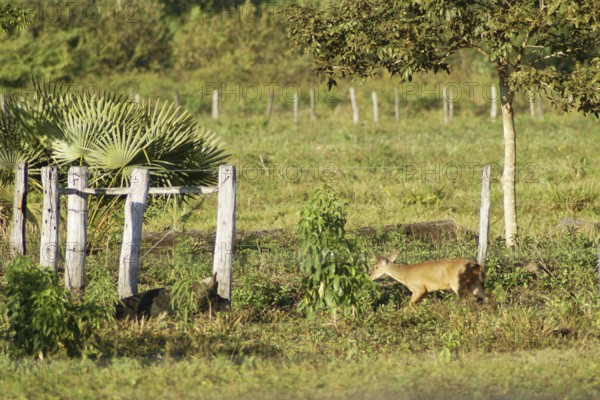 Deer of the Swampland, Nestling, Pantanal, Mato Grosso do Sul, Brazil ATENÇÃO: NÃO PODEMOS REPRESENTAR ESSA IMAGEM FORA DA AMERICA LATINA