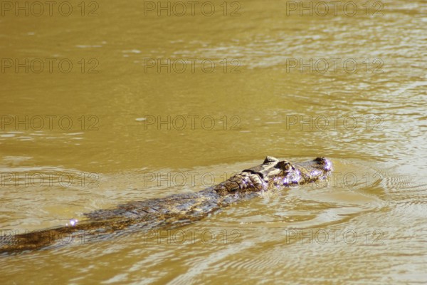 Animal, Alligator, Pantanal, Mato Grosso do Sul, Brazil
