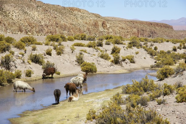 Desert of Lipez, Department of Potosi, Sud Lipez Province, La Paz, Bolívia