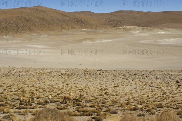 Atacama Desert, Region of Antofagasta, Santiago, Chile