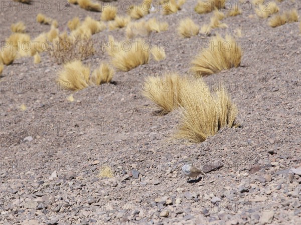 Sector Lagunas Miscanti y Miñiques, Los Flamencos Reserve National, Atacama Desert, Region de Antofagasta, Santiago, Chile