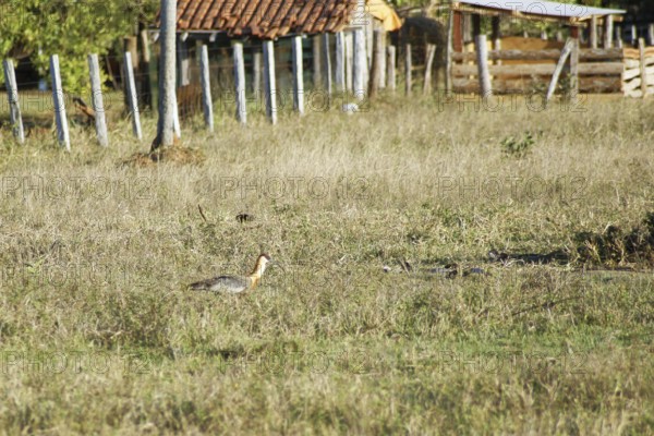 Curicaca-of-neck-yellow, Buff-necked Ibis, Theristicus caudatus, Pantanal, Mato Grosso do Sul, Brazil ATENÇÃO: NÃO PODEMOS REPRESENTAR ESSA IMAGEM FORA DA AMERICA LATINA