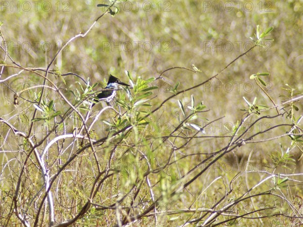 Amazonian Kingfisher femã, Pantanal, Mato Grosso do Sul, Brazil ATENÇÃO: NÃO PODEMOS REPRESENTAR ESSA IMAGEM FORA DA AMERICA LATINA