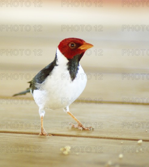 Ladybug, Cardinal Yellow-billed, Paroaria capitata, Pantanal, Mato Grosso do Sul, Brazil ATENÇÃO: NÃO PODEMOS REPRESENTAR ESSA IMAGEM FORA DA AMERICA LATINA