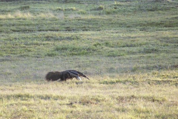 Anteater, Pantanal, Mato Grosso do Sul, Brazil