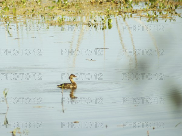 Grèbe-à-bec-bigarré, in French, Pantanal, Mato Grosso do Sul, Brazil ATENÇÃO: NÃO PODEMOS REPRESENTAR ESSA IMAGEM FORA DA AMERICA LATINA
