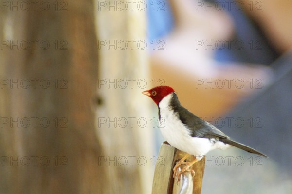 Ladybug, Cardinal Yellow-billed, Paroaria capitata, Pantanal, Mato Grosso do Sul, Brazil ATENÇÃO: NÃO PODEMOS REPRESENTAR ESSA IMAGEM FORA DA AMERICA LATINA