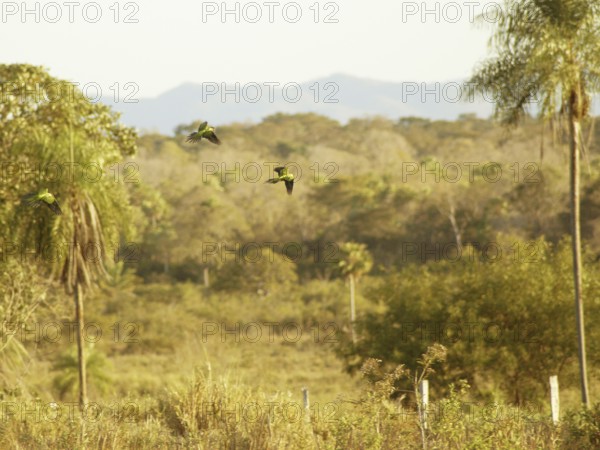 Jandaia-altar boys, Pantanal, Mato Grosso do Sul, Brazil ATENÇÃO: NÃO PODEMOS REPRESENTAR ESSA IMAGEM FORA DA AMERICA LATINA