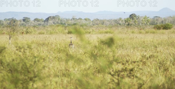 Emu, Rhea americana, Rheidae, Pantanal, Mato Grosso do Sul, Brazil ATENÇÃO: NÃO PODEMOS REPRESENTAR ESSA IMAGEM FORA DA AMERICA LATINA