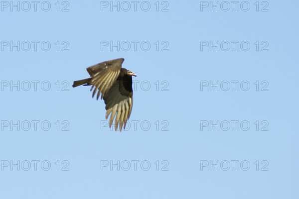 Birds vulture flying, Pantanal, Mato Grosso do Sul, Brazil ATENÇÃO: NÃO PODEMOS REPRESENTAR ESSA IMAGEM FORA DA AMERICA LATINA