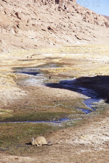 Thermal waters, Atacama Desert, Region of Antofagasta, Santiago, Chile