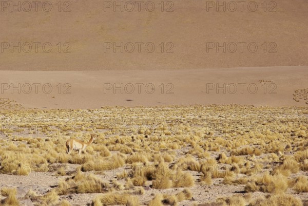Atacama Desert, Region of Antofagasta, Santiago, Chile