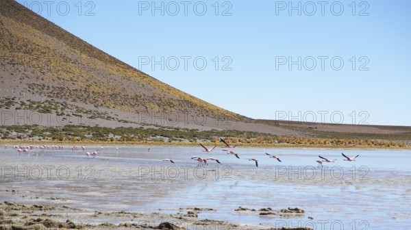 Desert of Lipez, Department of Potosi, Sud Lipez Province, La Paz, Bolívia
