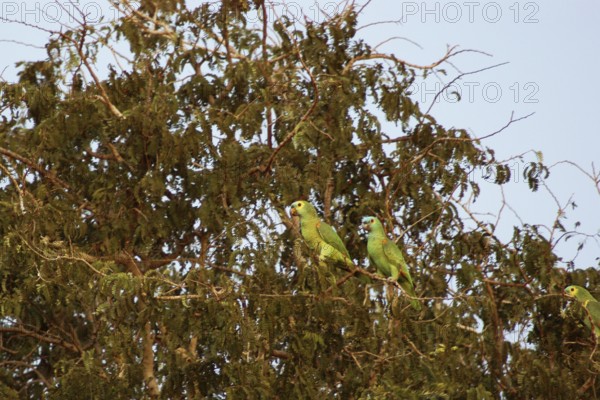 Parrots, Blue-fronted Parrot, Amazon aestiva, Pantanal, Mato Grosso do Sul, Brazil