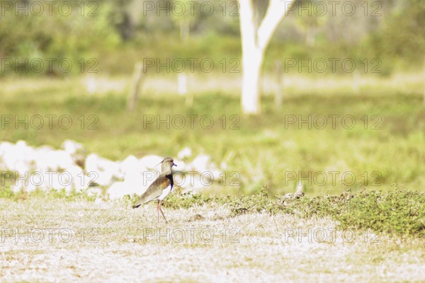 I want-want, Southern Lapwing, Vanellus chilensis, Pantanal, Mato Grosso do Sul, Brazil