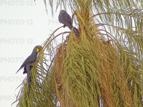 Macaw-blue-big, Pantanal, Mato Grosso do Sul, Brazil