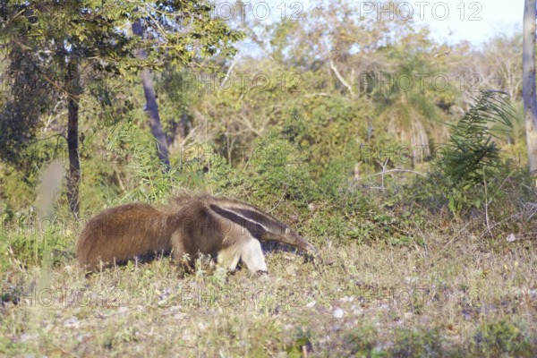 Anteater, Pantanal, Mato Grosso do Sul, Brazil