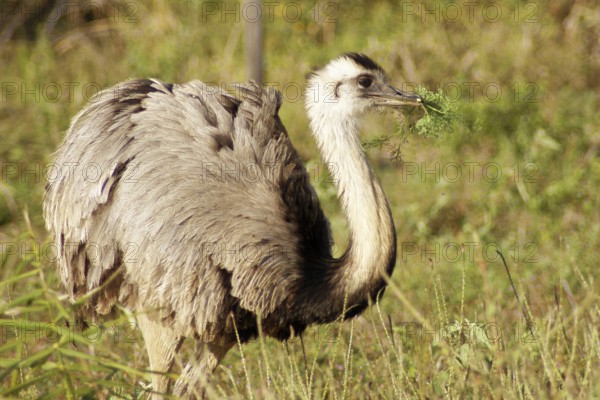 Emu, Pantanal, Mato Grosso do Sul, Brazil