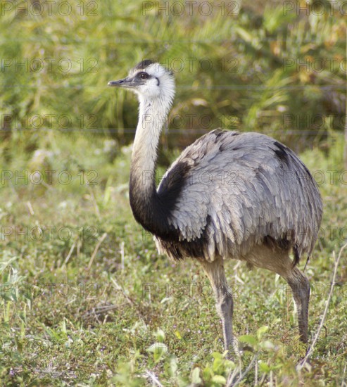 Emu, Pantanal, Mato Grosso do Sul, Brazil