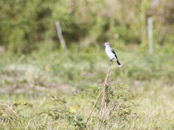 Dove-give-souls, Maria-white, Gray Monjita, Xolmis cinerea, Pantanal, Mato Grosso do Sul, Brazil