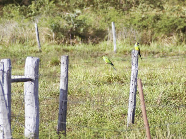 Prince-black, Nanday Conure, Nandayus nanday, Pantanal, Mato Grosso do Sul, Brazil