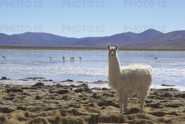 Desert of Lipez, Department of Potosi, Sud Lipez Province, La Paz, Bolívia