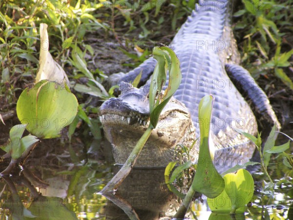 Alligator, Nature, Pantanal, Mato Grosso do Sul, Brazil