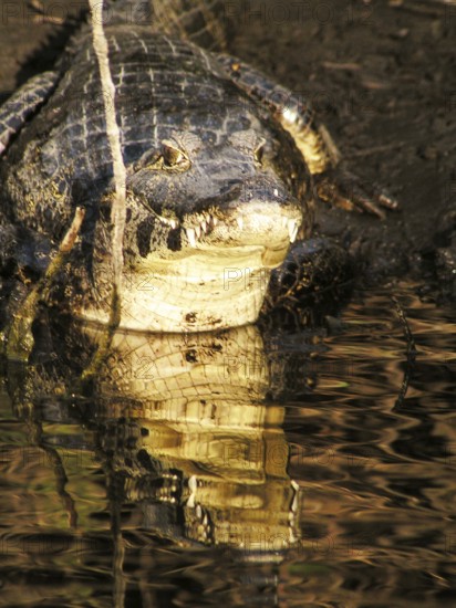 Alligator, Nature, Pantanal, Mato Grosso do Sul, Brazil