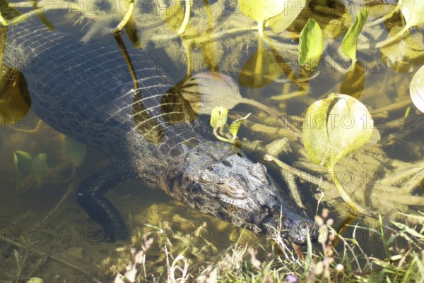 Animal, Alligator, Pantanal, Mato Grosso do Sul, Brazil