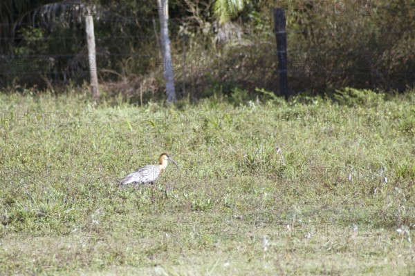 Curicaca-of-neck-yellow, Buff-necked Ibis, Theristicus caudatus, Pantanal, Mato Grosso do Sul, Brazil