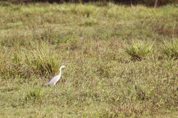 Syrigma sibilatrix, Pantanal, Mato Grosso do Sul, Brazil