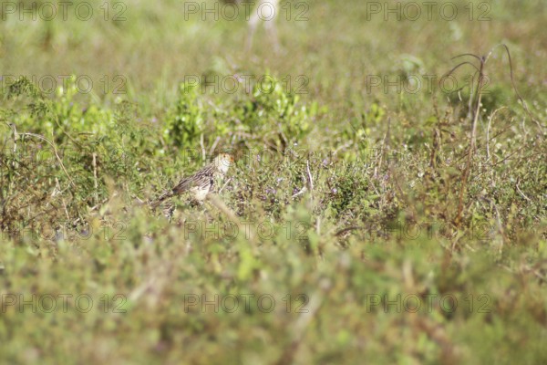 Anu-white, Guira Cuckoo, Guira guira, Pantanal, Mato Grosso do Sul, Brazil