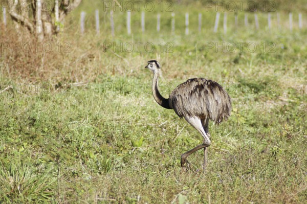 Emu, Pantanal, Mato Grosso do Sul, Brazil
