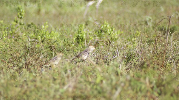 Anu-white, Guira Cuckoo, Guira guira, Pantanal, Mato Grosso do Sul, Brazil