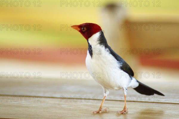 Ladybug, Cardinal Yellow-billed, Paroaria capitata, Pantanal, Mato Grosso do Sul, Brazil ATENÇÃO: NÃO PODEMOS REPRESENTAR ESSA IMAGEM FORA DA AMERICA LATINA